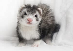 The Best and Cutest List of 100 Ferret Names Picture