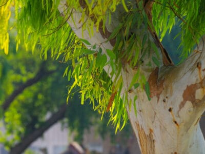 A Teak vs. Eucalyptus: The Key Differences