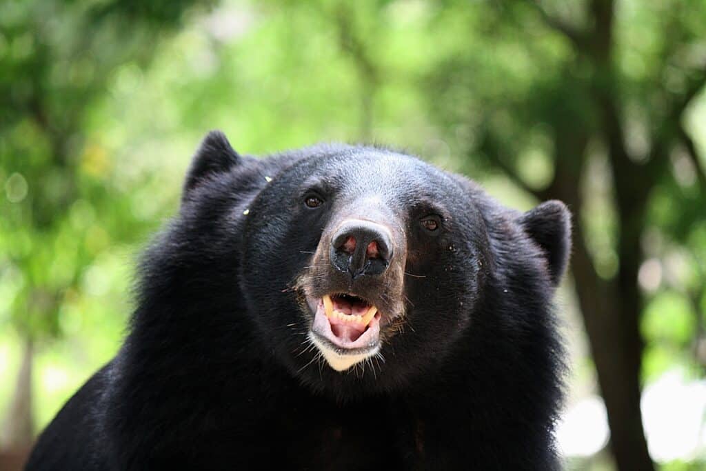 Asiatic black bear habitat to shrink by area the size of Belgium