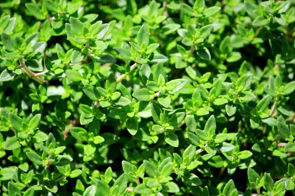 French thyme herb garden