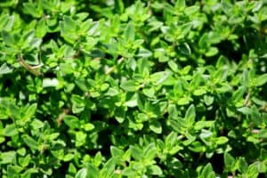 French Thyme vs. English Thyme: What Are The Differences? Picture