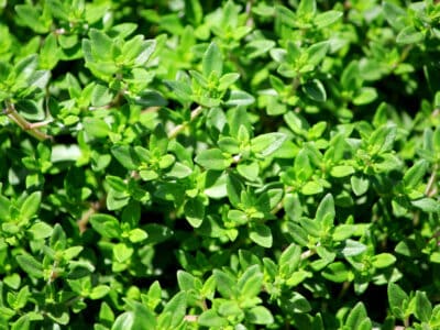 A French Thyme vs. English Thyme: What Are The Differences?