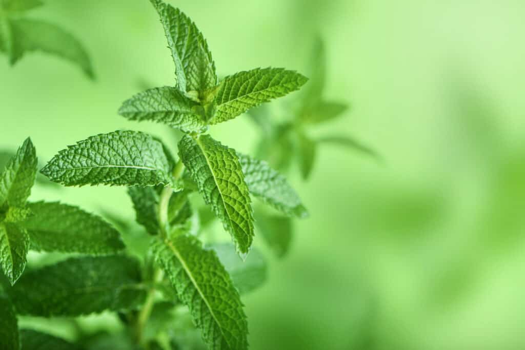 Mint leaves close up