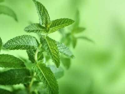 A How to Grow Mint: Your Complete Guide