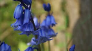 Spanish Bluebells vs. English Bluebells: What’s the Difference? Picture