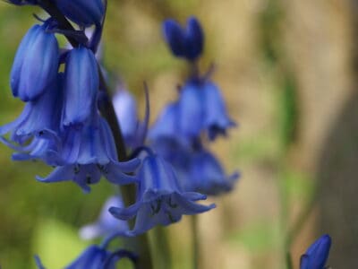 A Spanish Bluebells vs. English Bluebells: What’s the Difference?