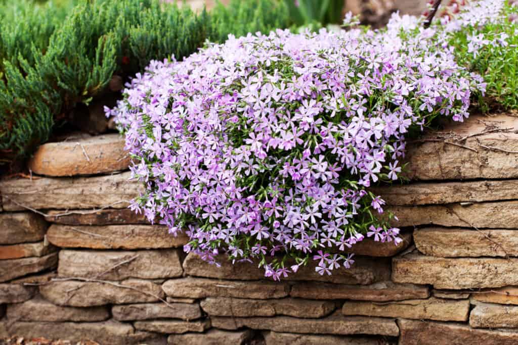 creeping phlox