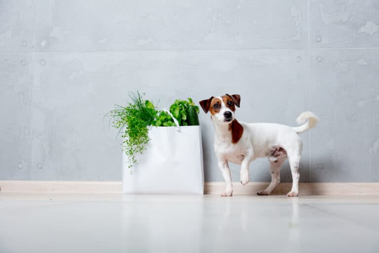 dog basil