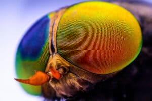 Do Flies Poop? - A-Z Animals