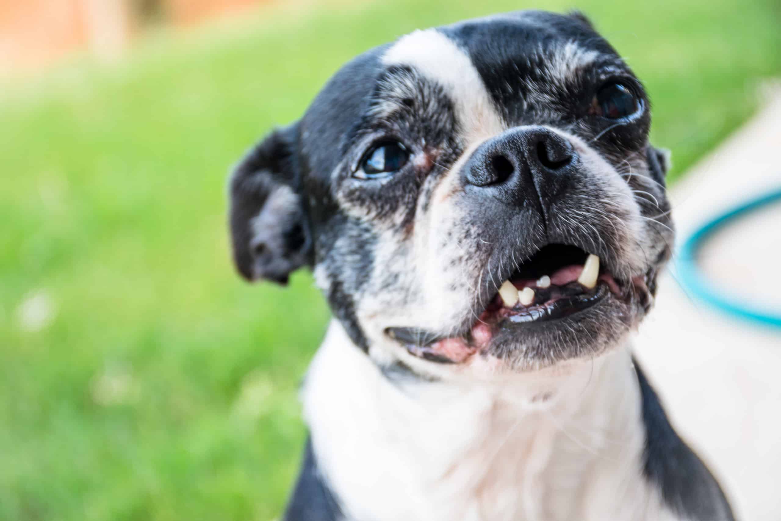 Boston Terrier - Boston Terrier Teeth