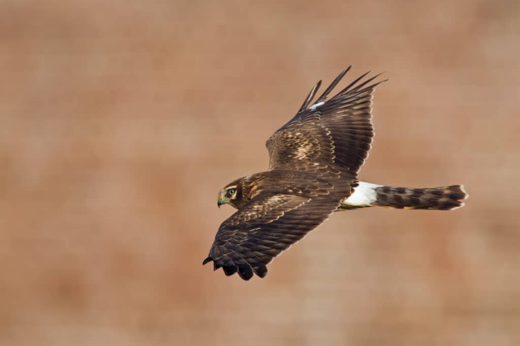 Northern harrier hawk, also known as the ring-tailed hawk