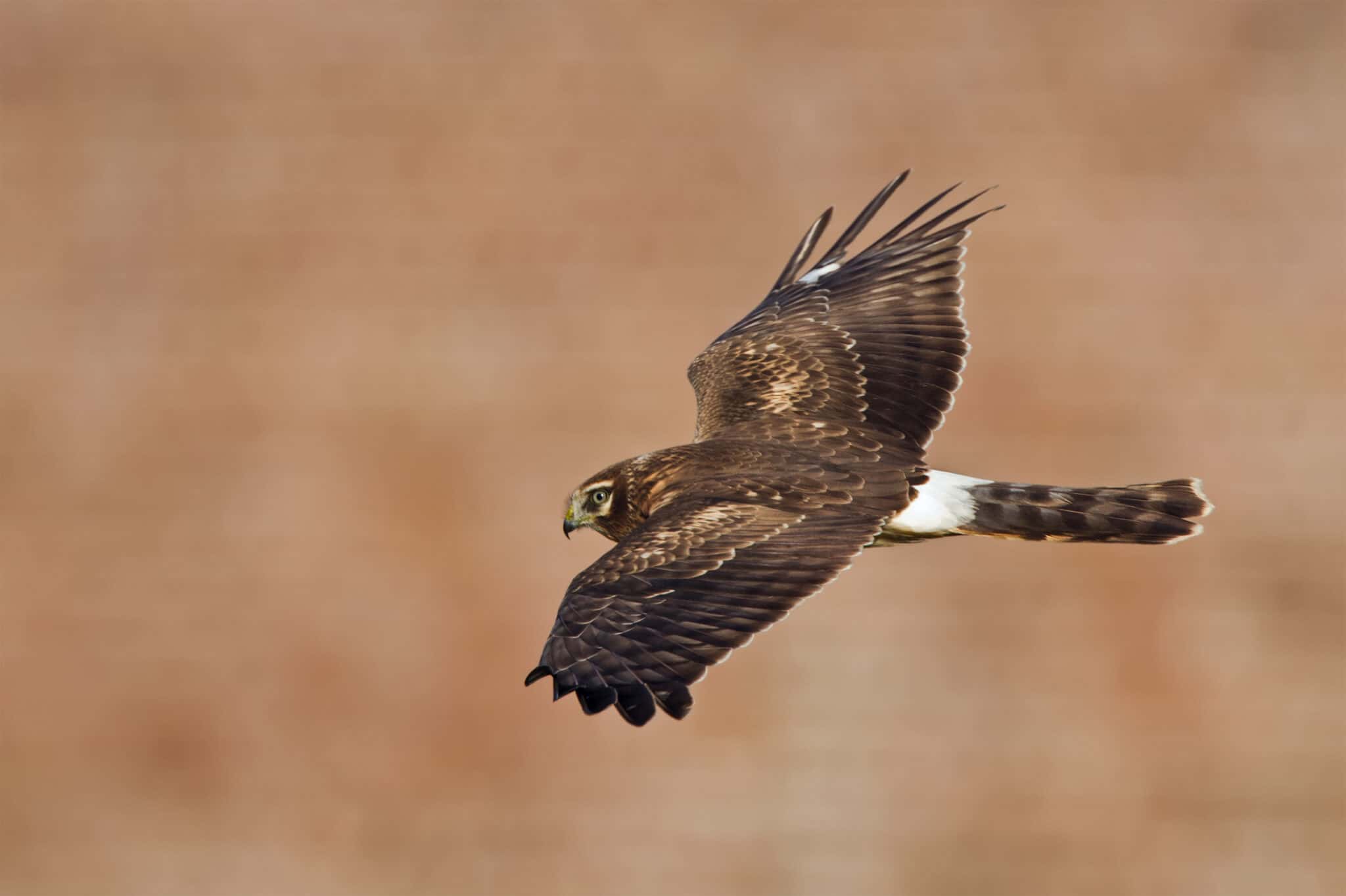 discover-the-fastest-animals-in-arkansas-190animalclinic