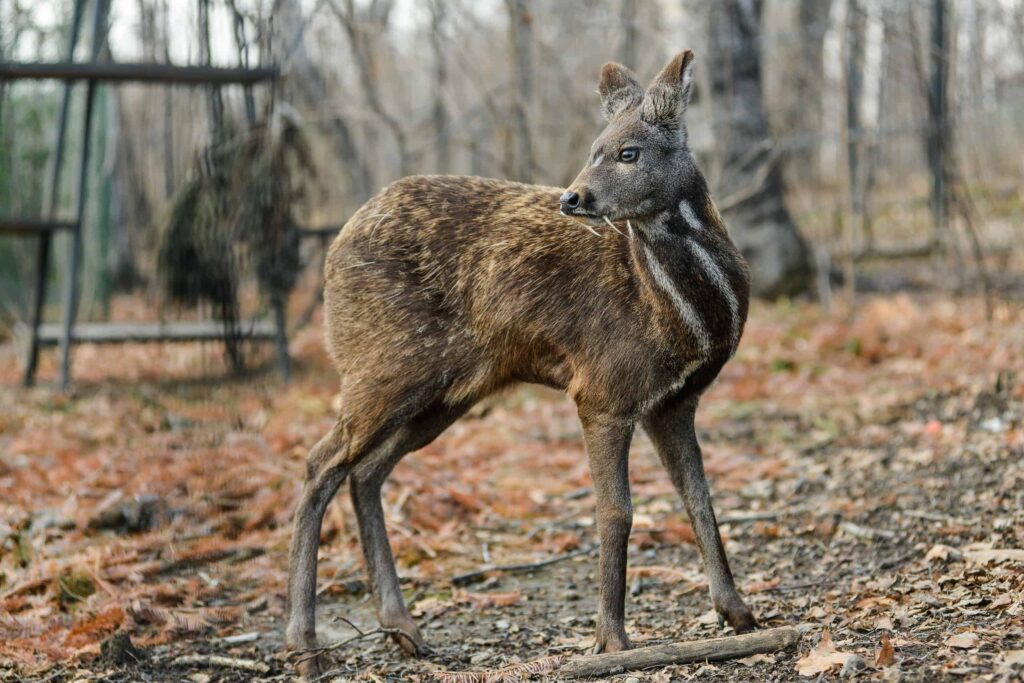 Siberian musk deer known as vampire deer