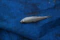 Explore 81+ Fish That Start With S (Common Names) - A-Z Animals