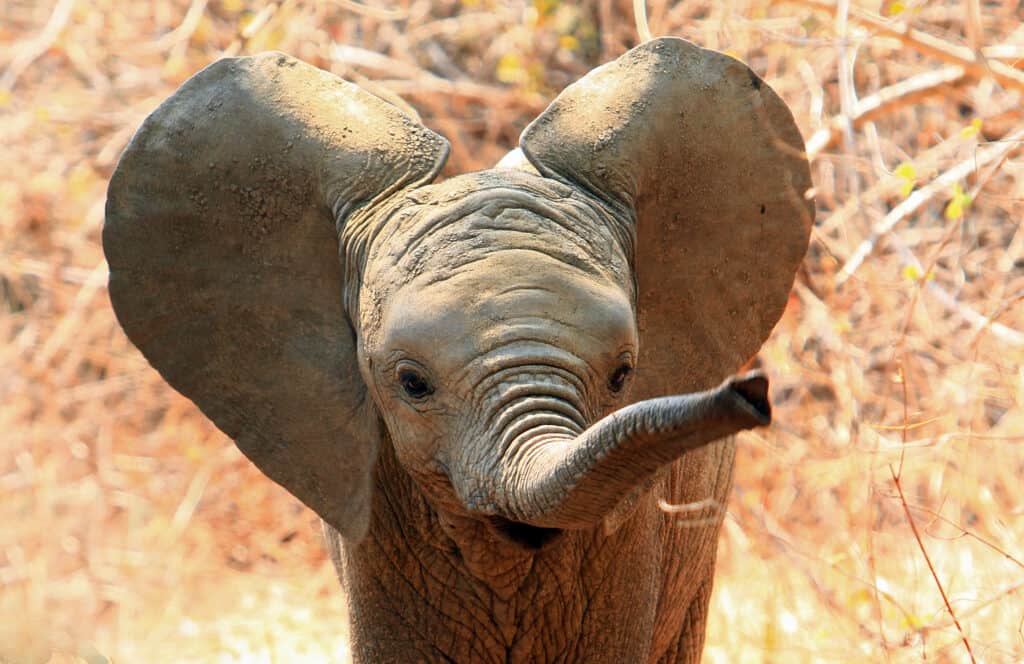 baby elephant holding up its trunk