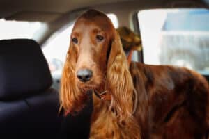 Can Dogs Get Carsick? Picture