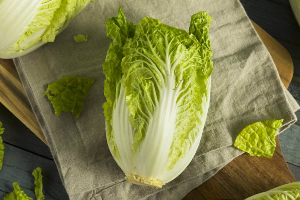 Napa Cabbage