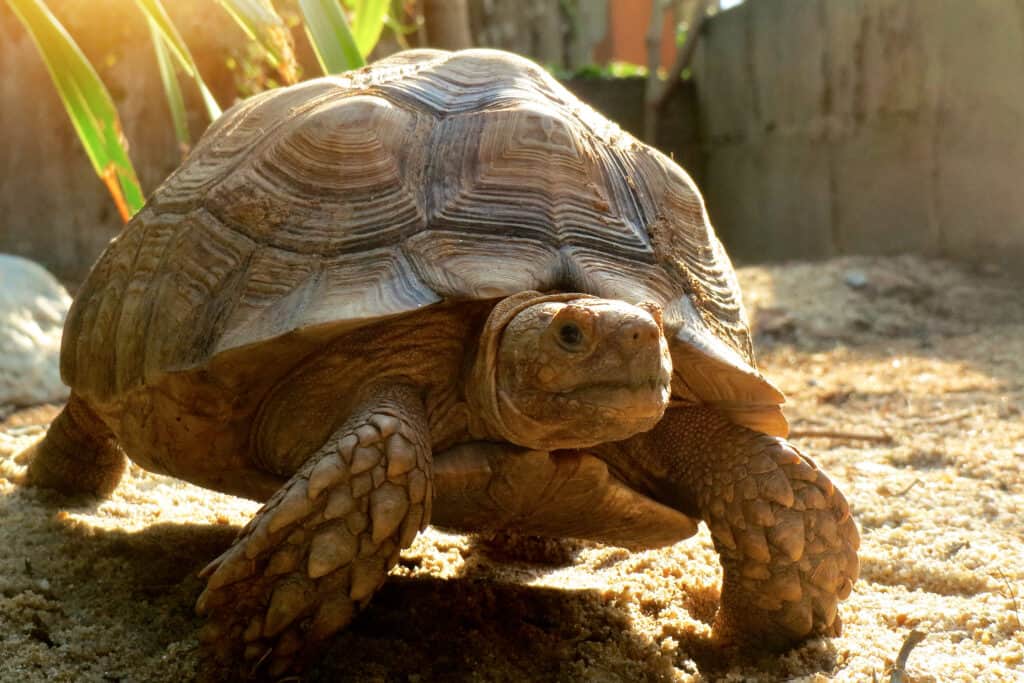 African Spurred Tortoise