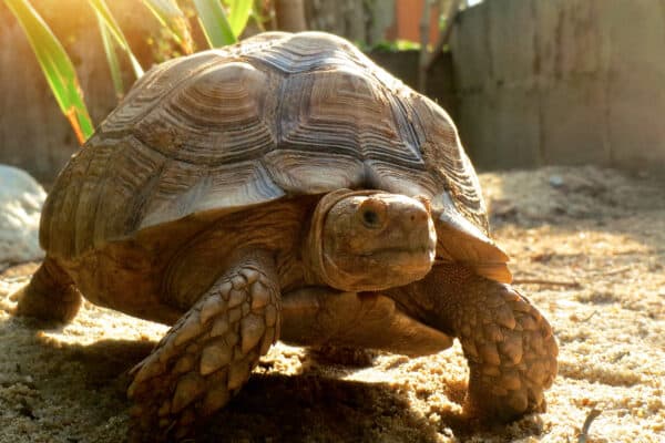 Big African spurred tortoise walking and sunbathe on ground with his protective shell ,cute animal ,Geochelone sulcata ,Close up Africa spurred tortoise resting in the garden ,selective focus