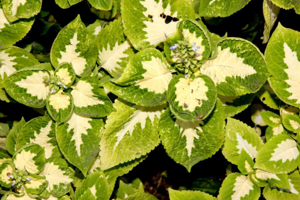 wizard jade coleus