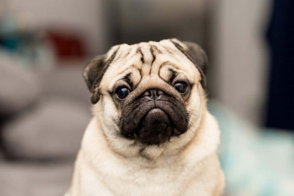 how old is the oldest pug in the world