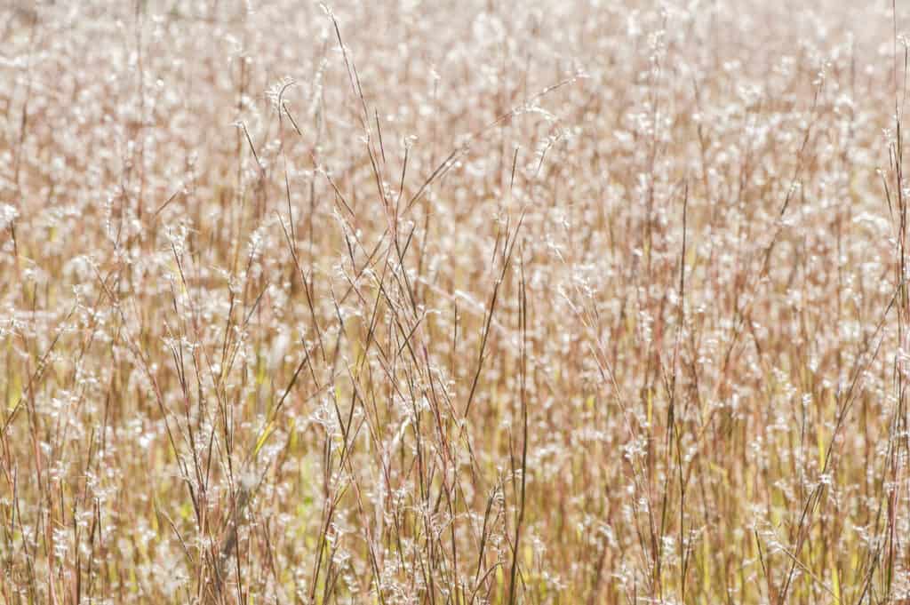 Little Bluestem in a Field