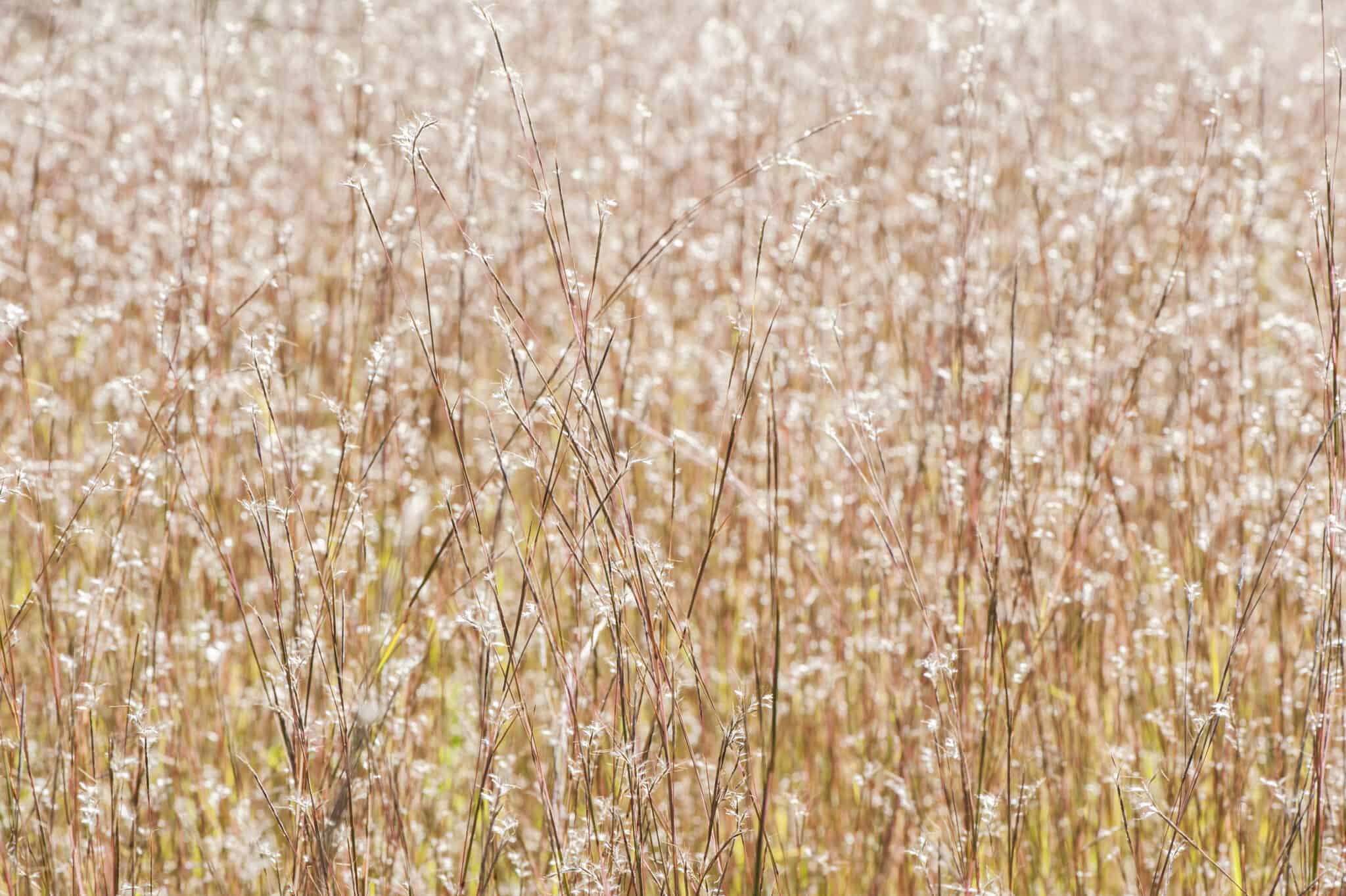 Broomsedge vs. Little Bluestem - アリゾナ州の動物 | Oneechanblog