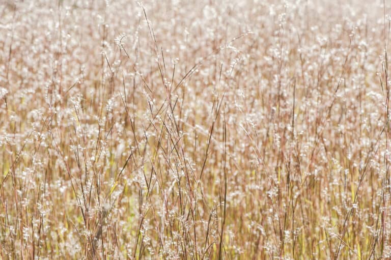 Big Bluestem vs Little Bluestem: What's the Difference? - A-Z Animals