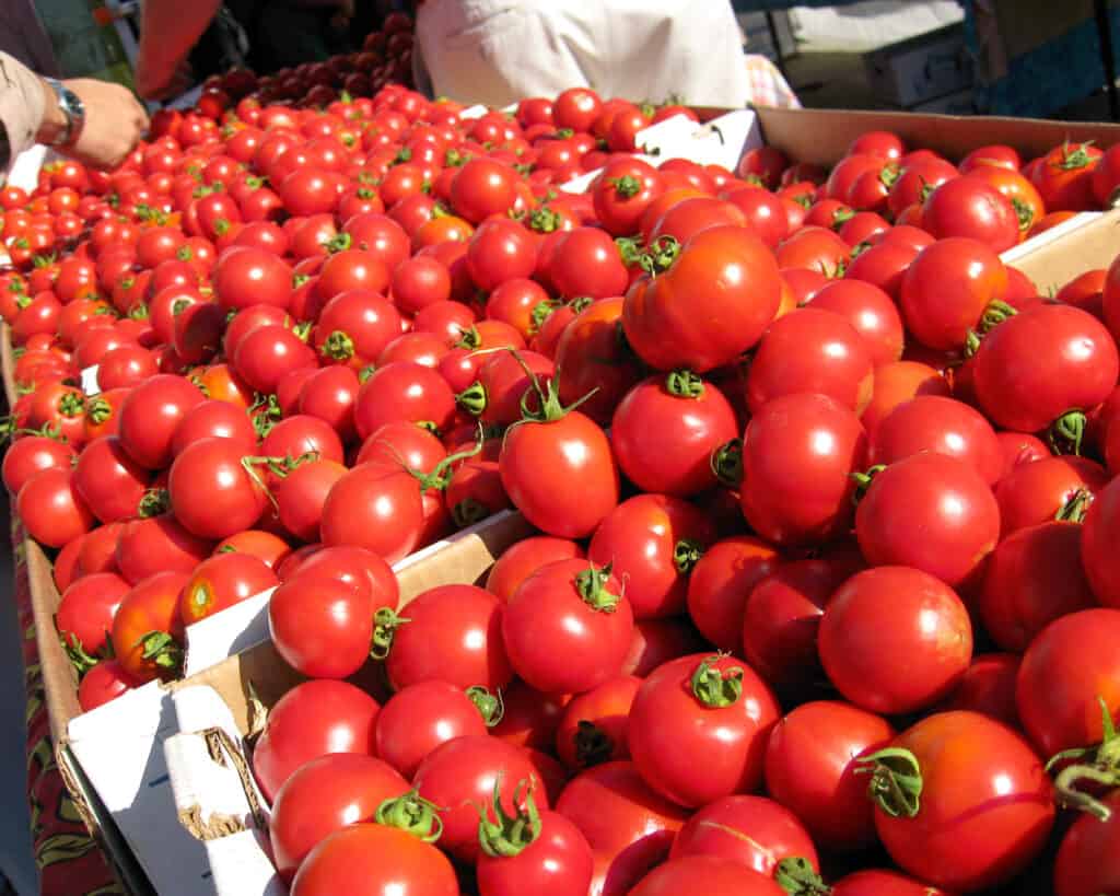 Tomates précoces cultivées à sec au marché fermier de la sf