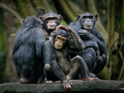A Chimpanzee Quiz: Test What You Know!
