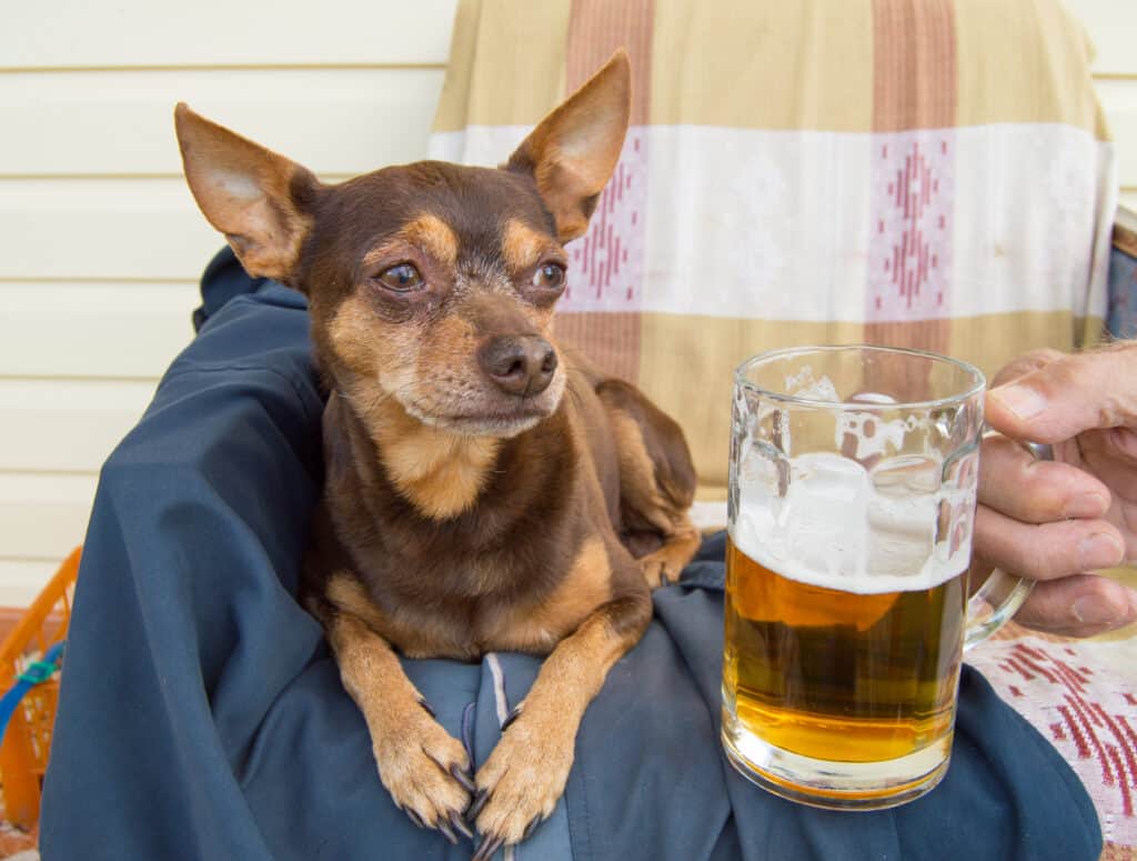 Chihuahua eyeing its owner's beer