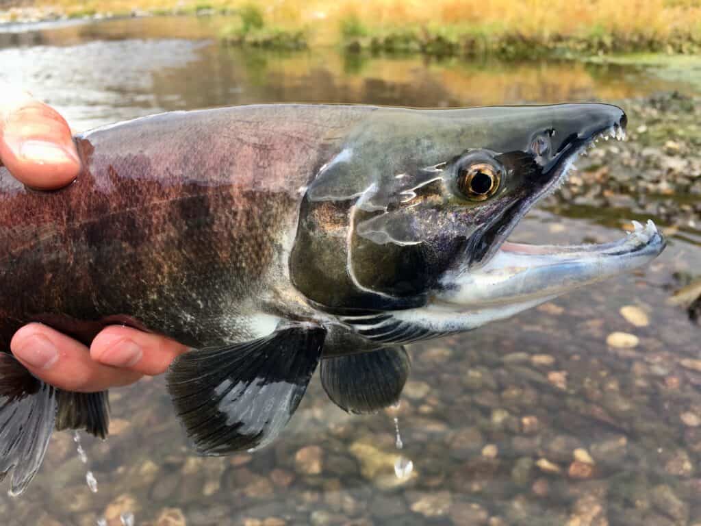 An angler holding a Kokanee fish.