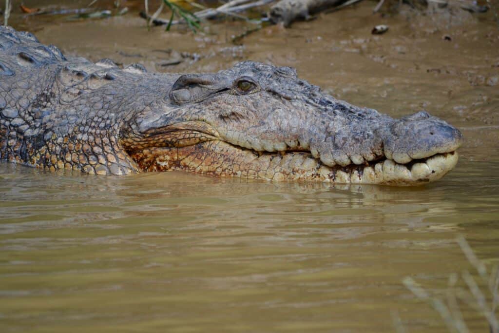 Borneo crocodile