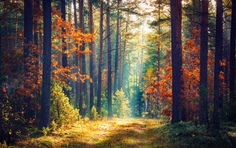 nature
