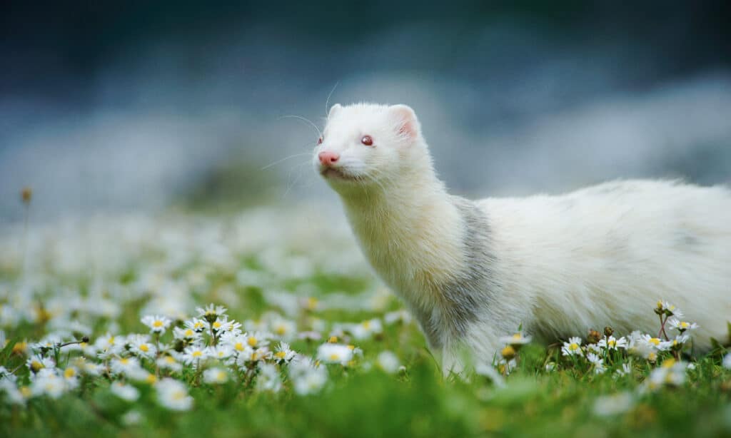 White albino Ferret