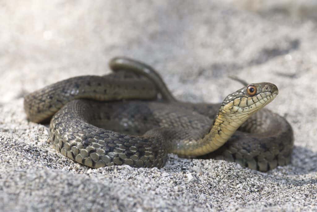 Garter snakes are the most common snakes found in Yosemite National Park. 