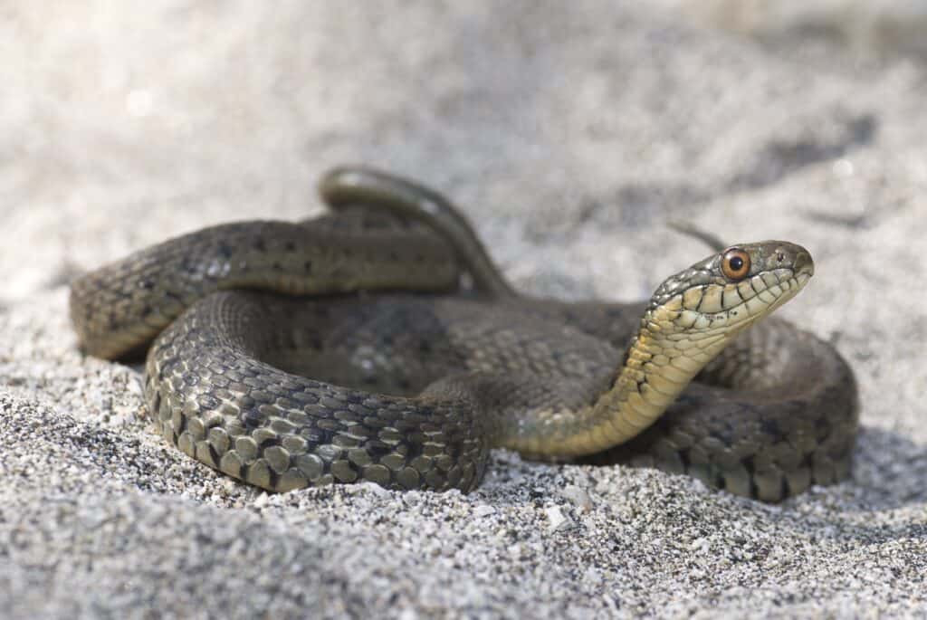 Two-striped garter snake