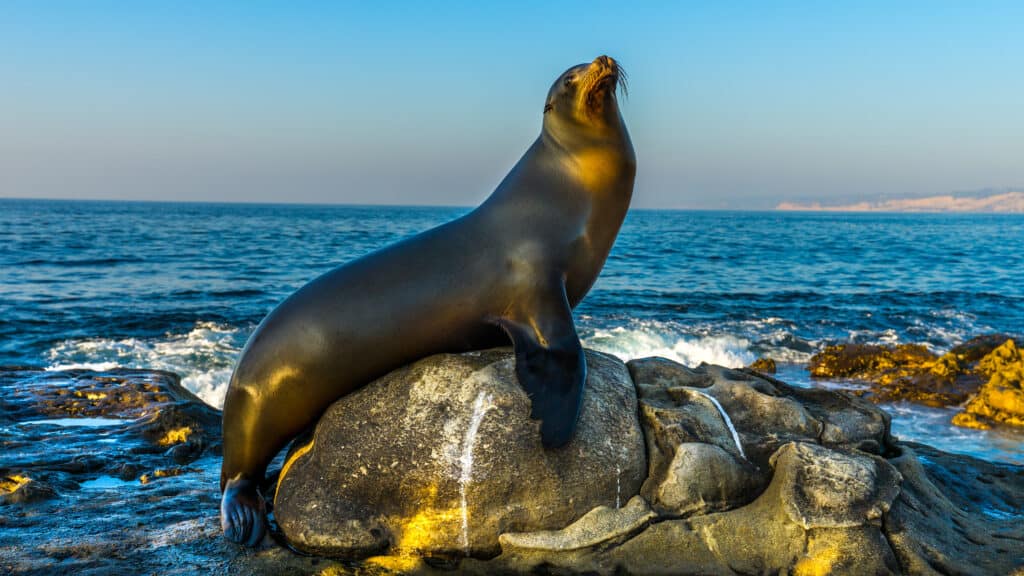 sea lion