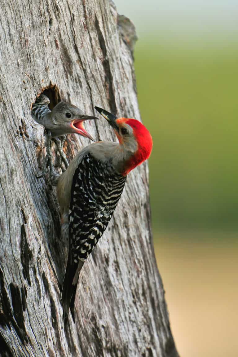Red-bellied woodpecker and young