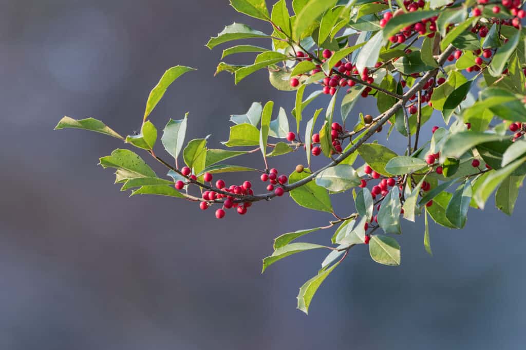 American holly leaves