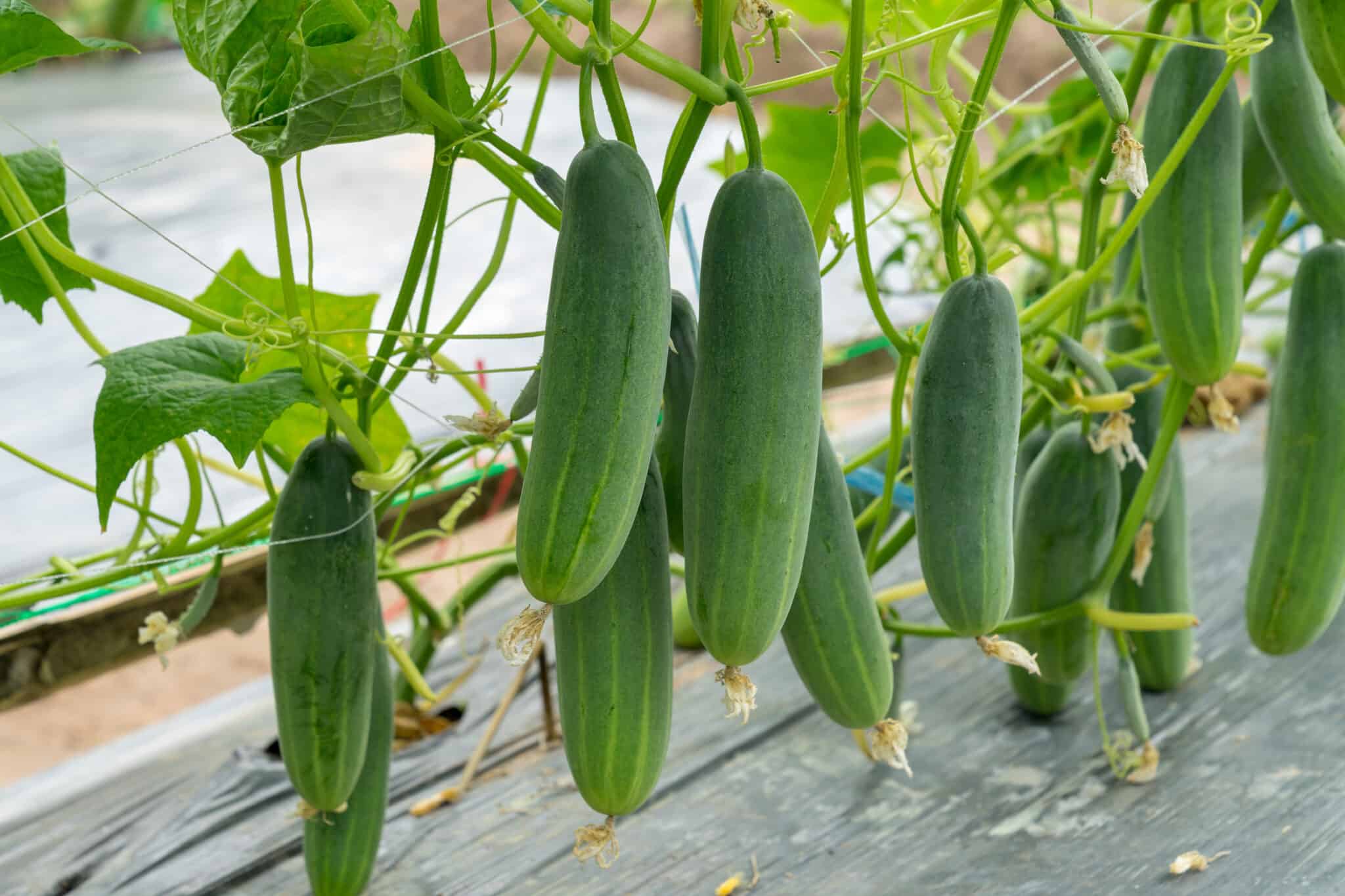 Is Cucumber a Fruit or Vegetable? AZ Animals