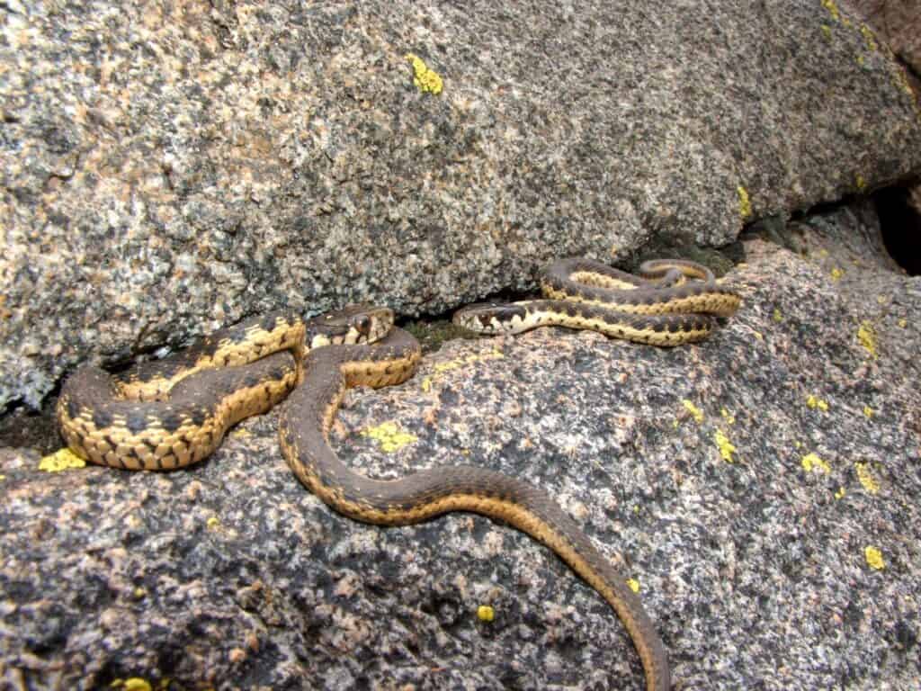 Sierra garter snake