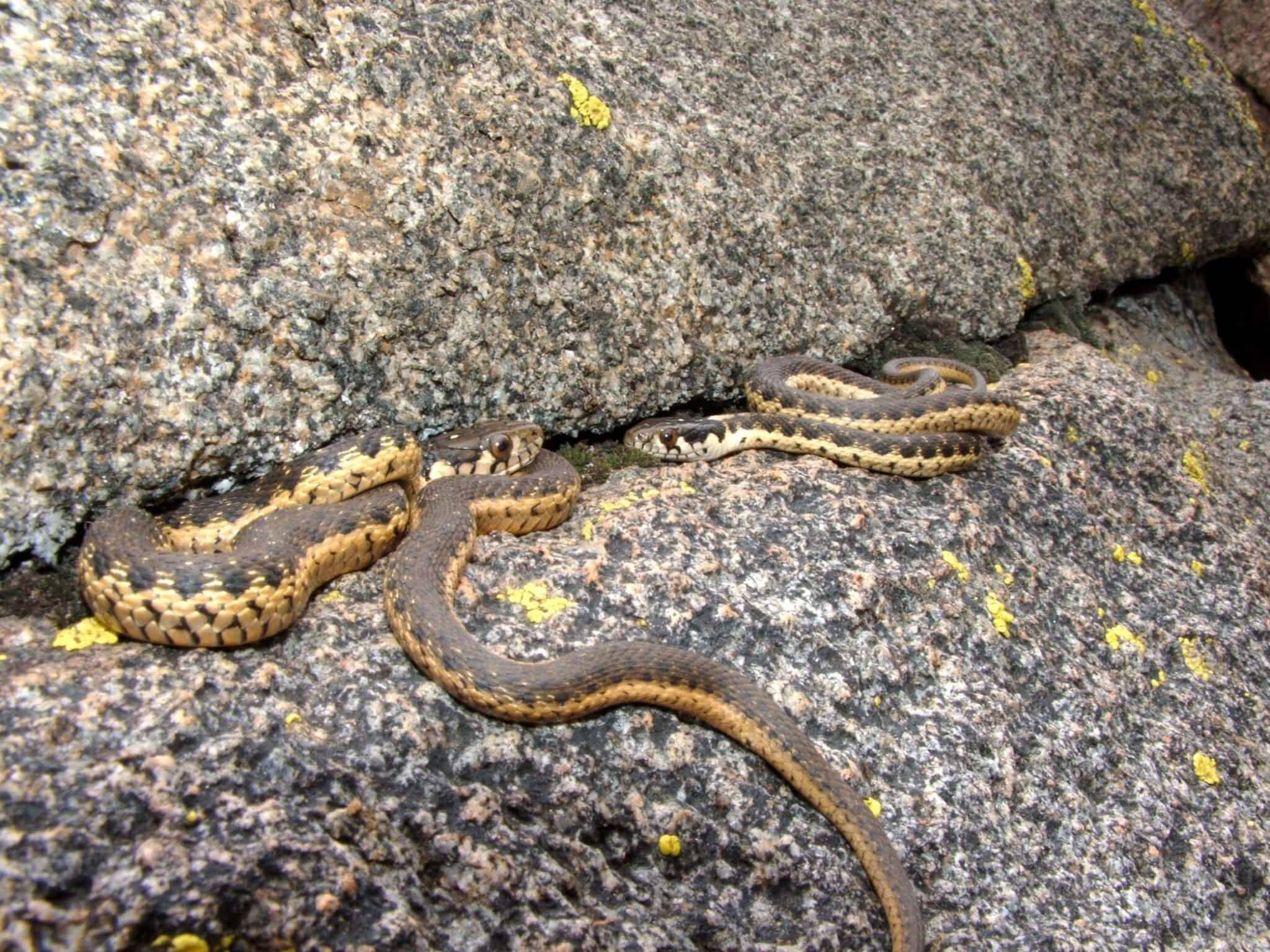 8 Black Snakes in Nevada