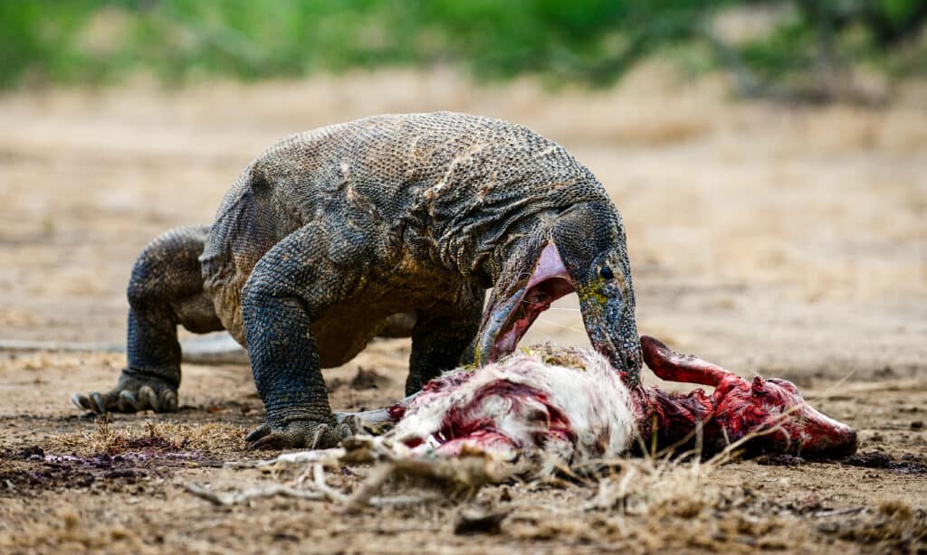 komodo dragon eating a pig