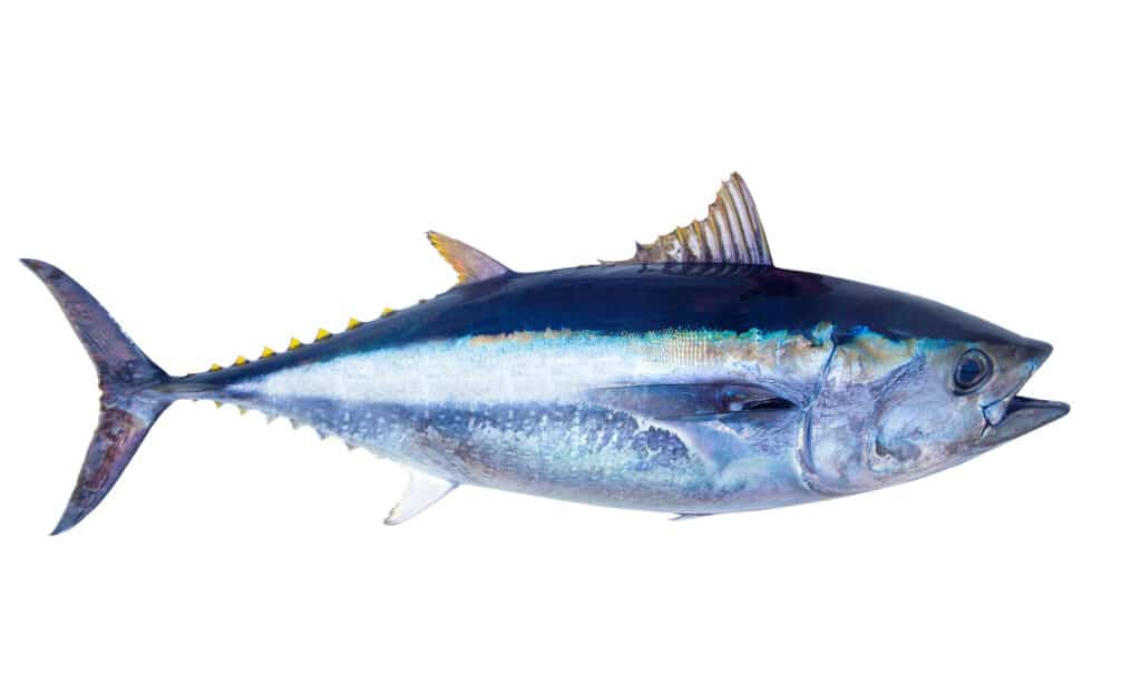 التونة زرقاء الزعانف