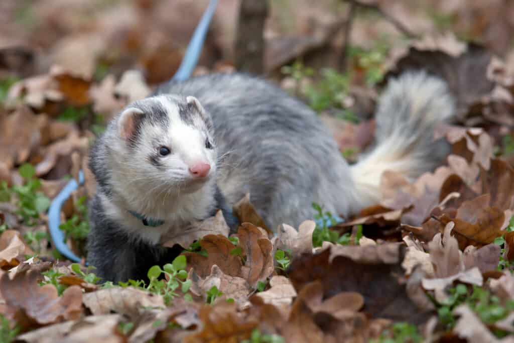 Male ferret (panda color) in a forest