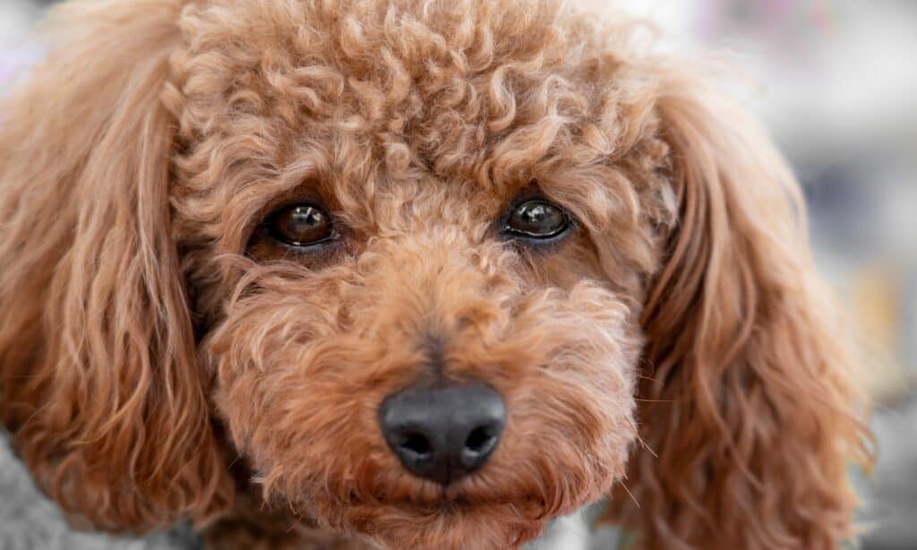 Toy poodle hot sale health