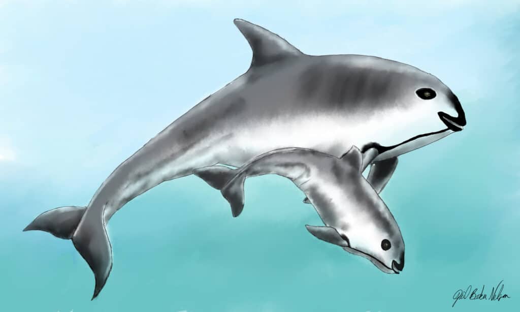 Vaquita porpoise