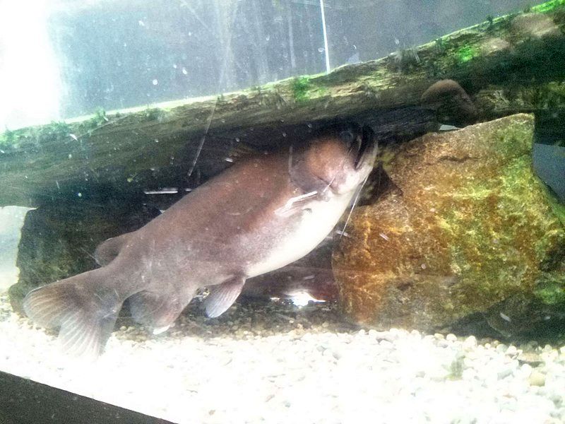 Gulper catfish