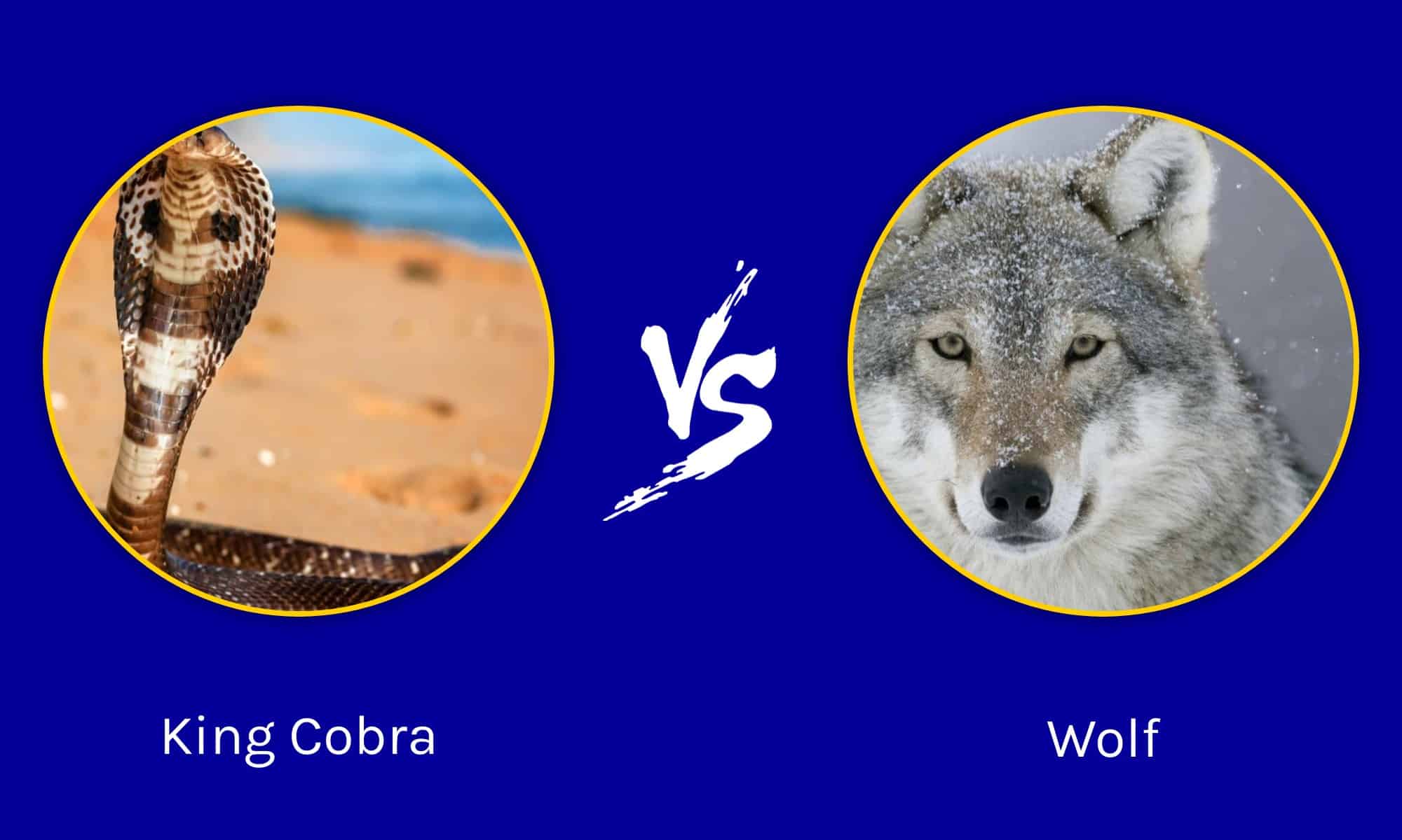 Epic Battles: King Cobra vs. Wolf - A-Z Animals